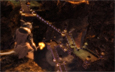 Guild Wars 2 Screenshot - click to enlarge